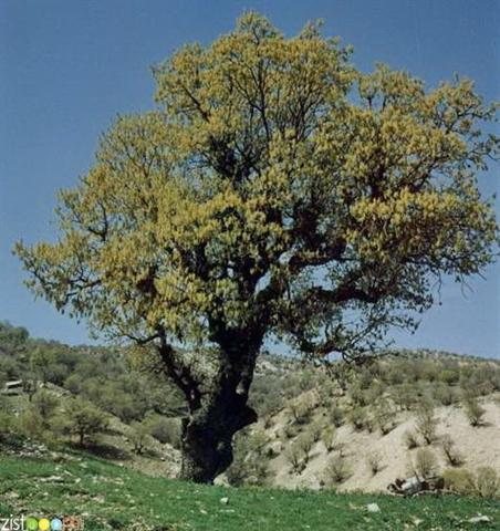 ابلاغ مراتب ثبت درخت بلوط کهنسال روستای رجه به استاندار مازندران