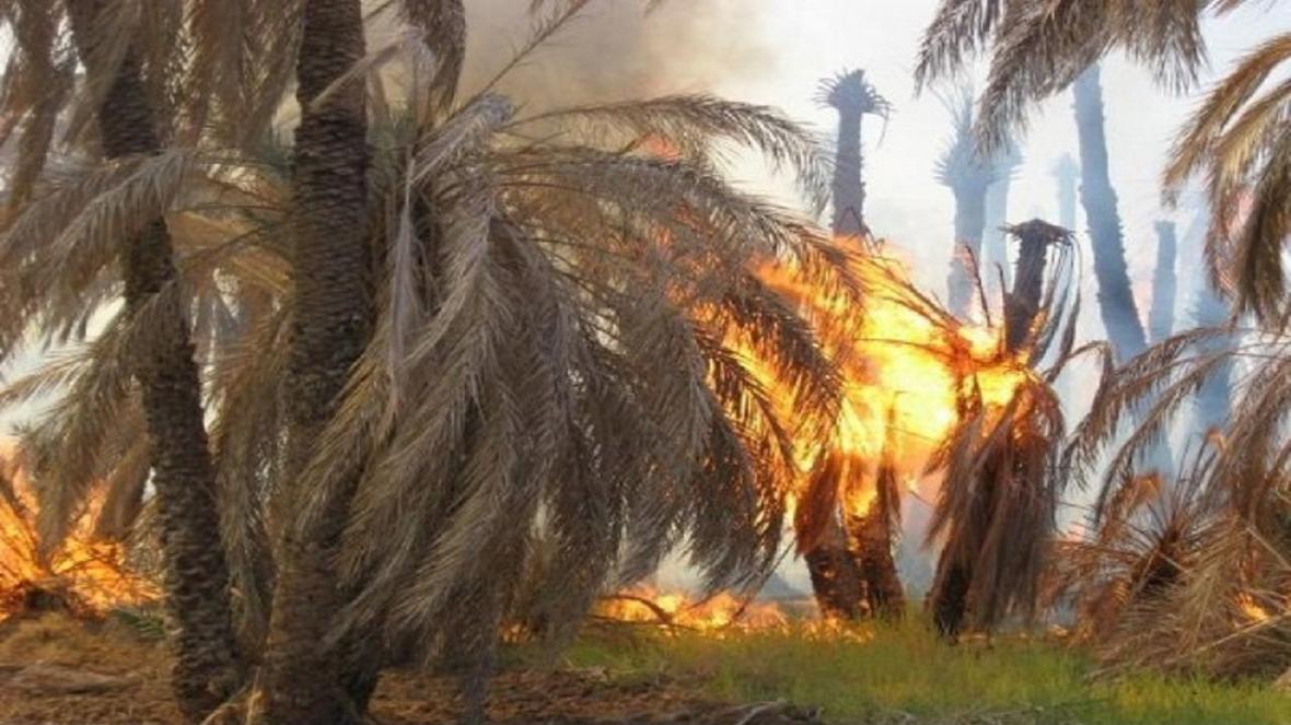 حدود دو هزار اصله نخل دشتستان در آتش سوخت حدود دو هزار اصله نخل دشتستان در آتش سوخت