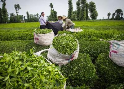 برداشت برگ سبز چای شروع شد، پیش بینی برداشت 135هزار تن برگ سبز