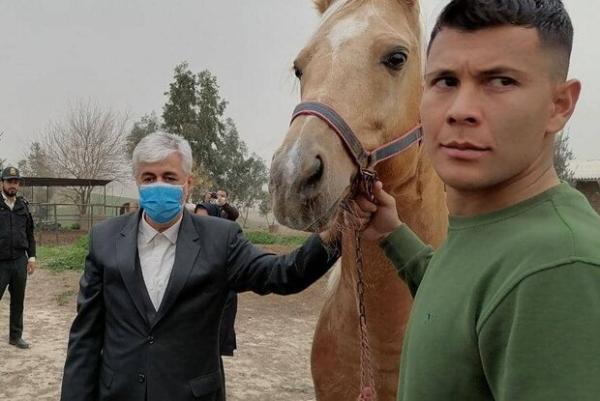 بازدید وزیر ورزش از مرکز پرورش اسب اصیل ترکمن در کلاله