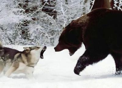مبارزه خرس گریزلی با گله گرگ ها برای دفاع از لاشه گوزن